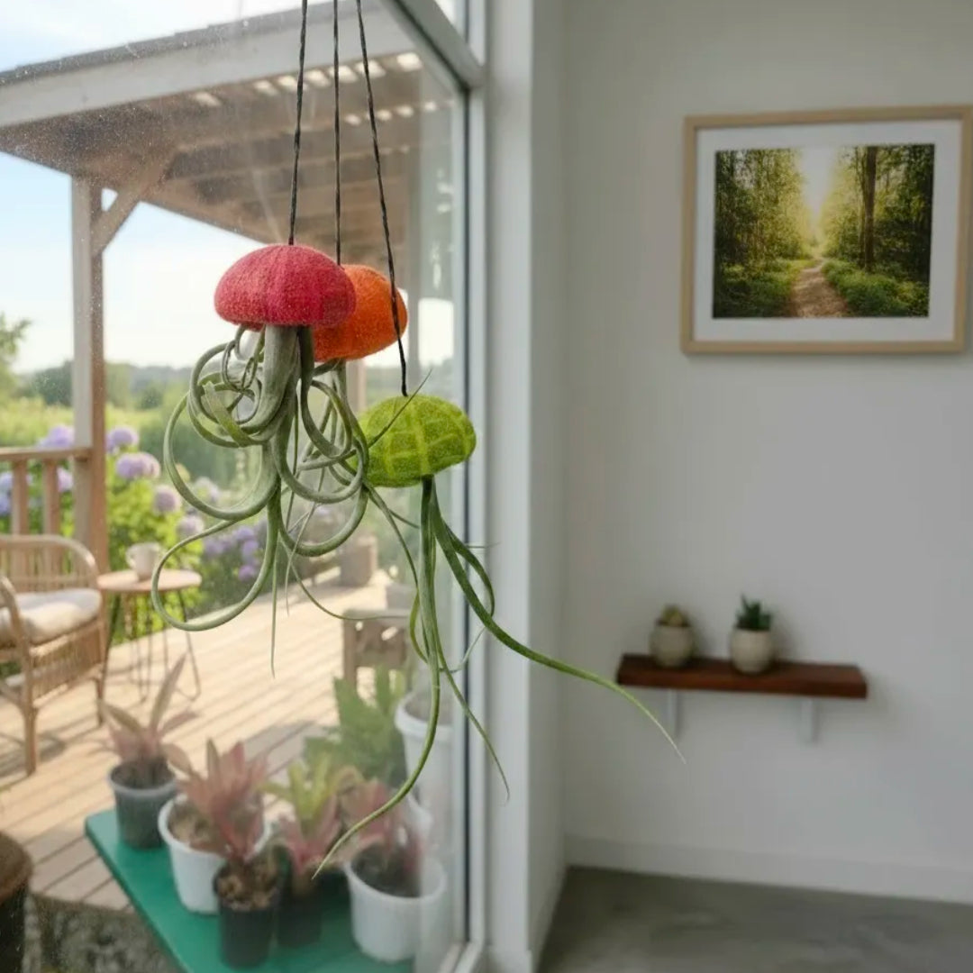 Airplant Jellyfish