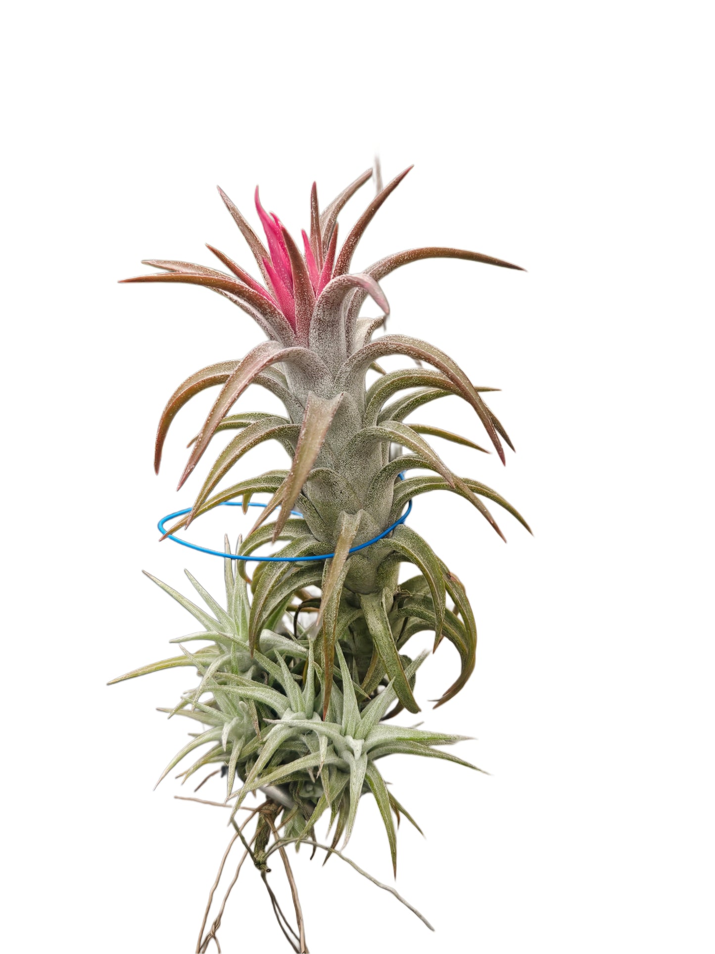 Tillandsia Red Dragon with holder