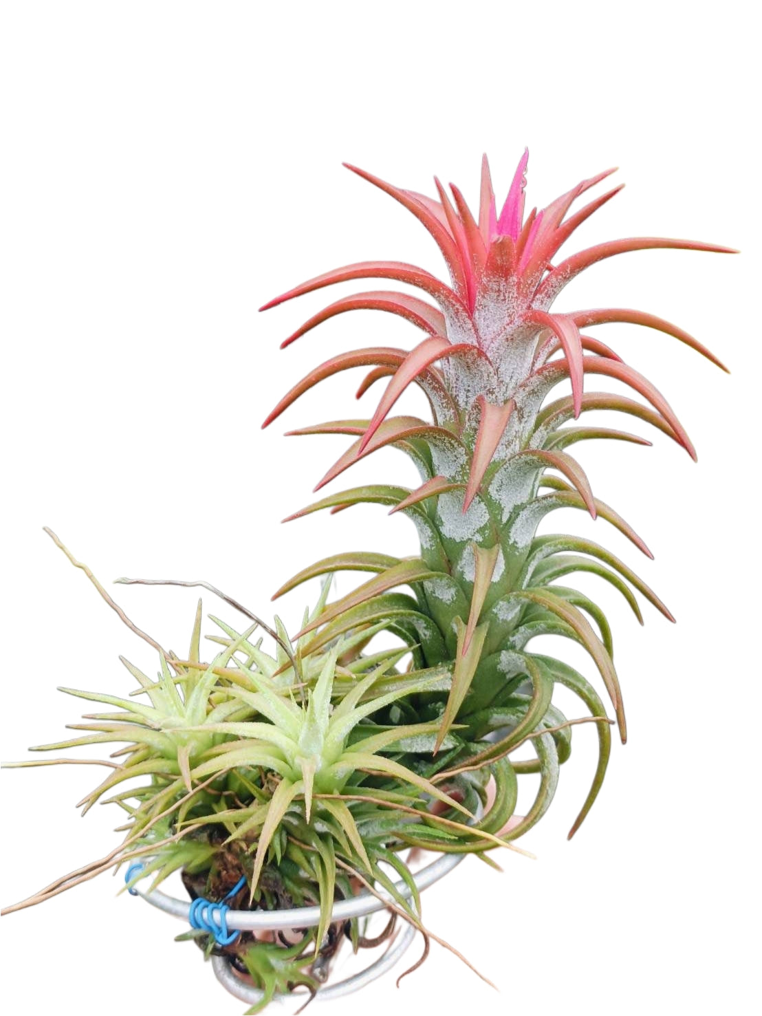 Tillandsia Red Dragon with holder