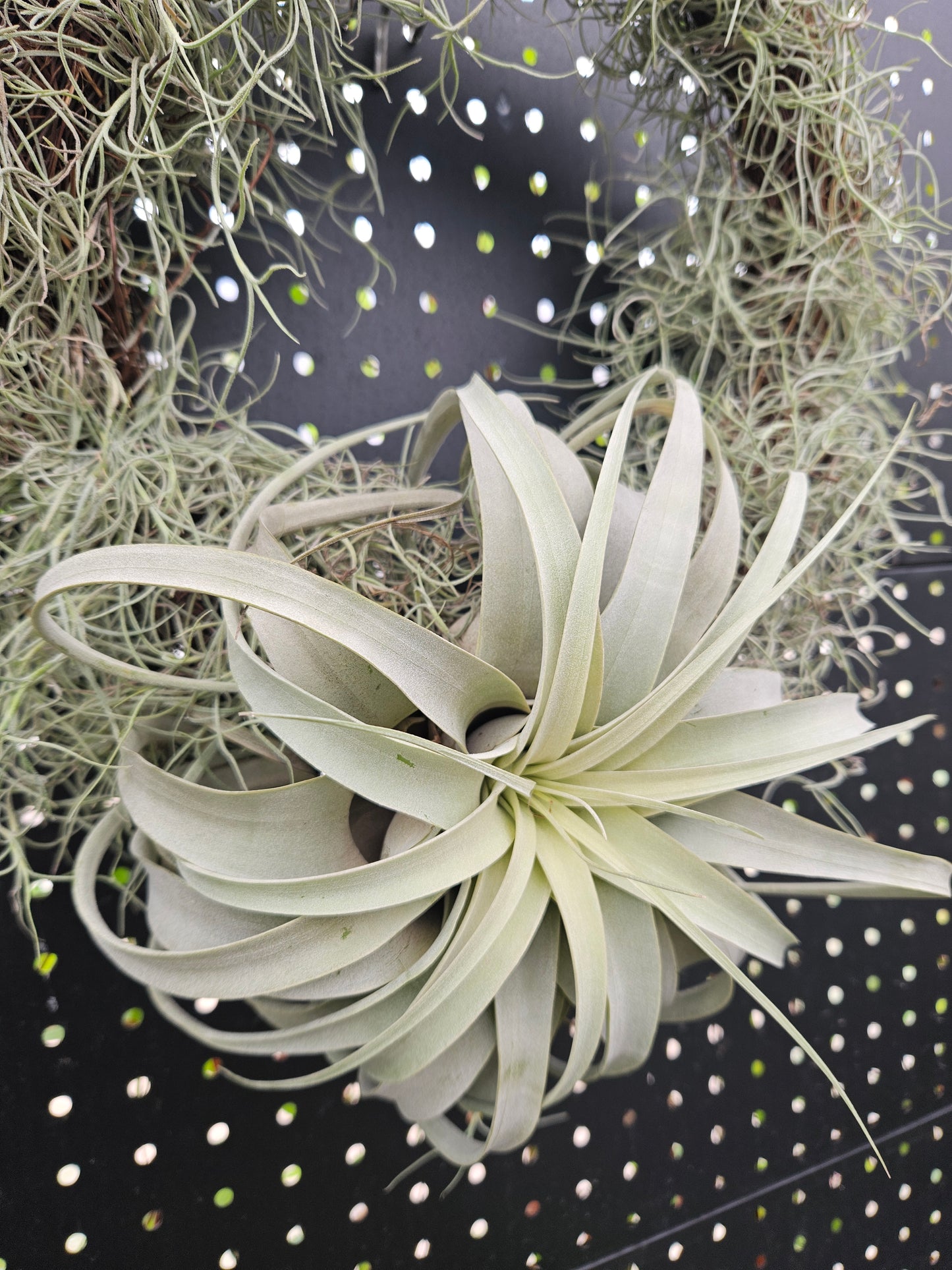 Christmas Wreath- Xerographica