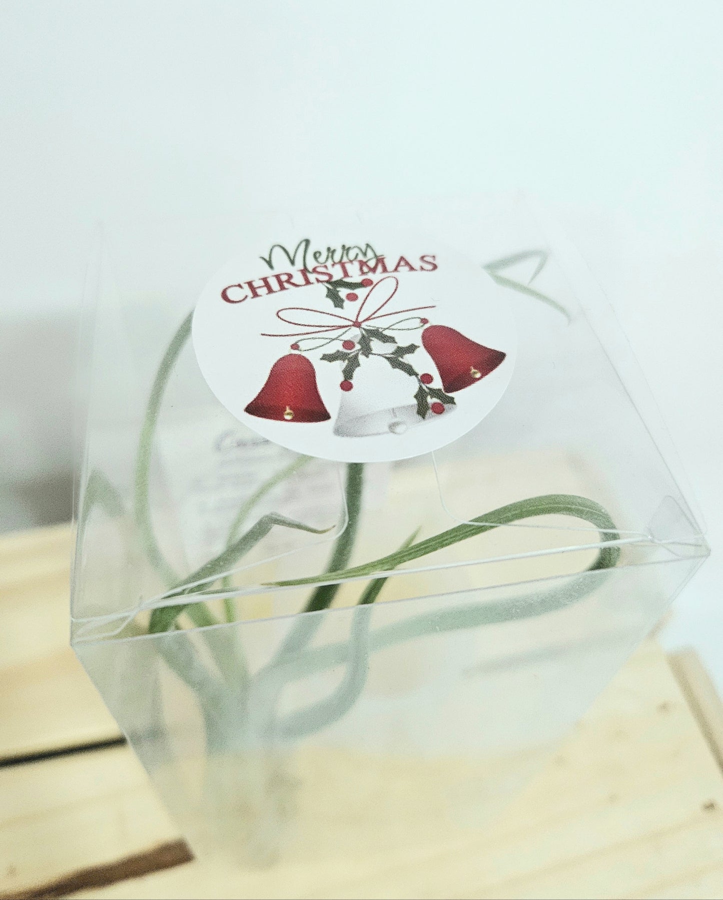 Merry Christmas Gift Set: Airplant with vertical pot