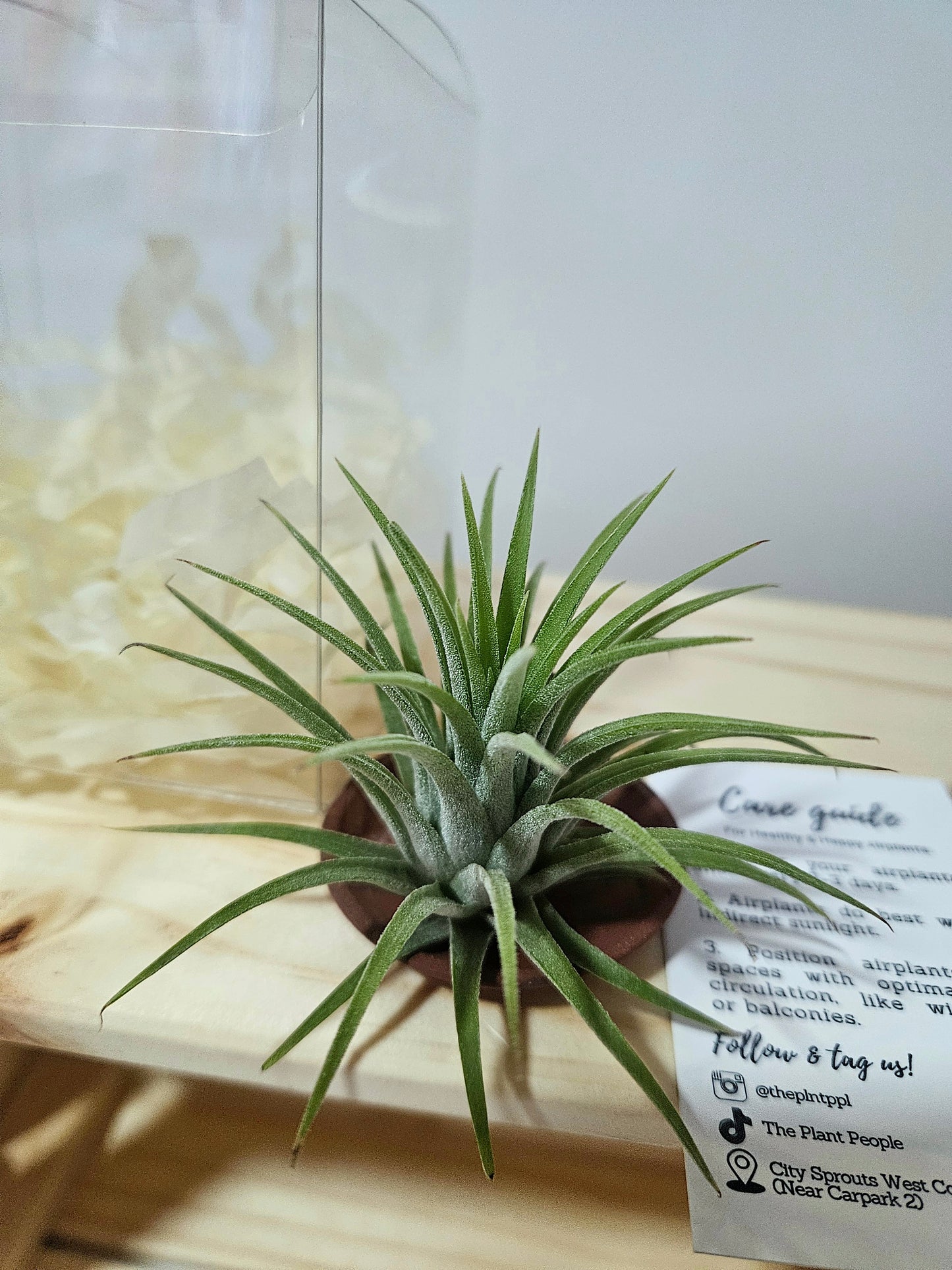 Starry Christmas Gift Set : Airplant with mini ceramic pot