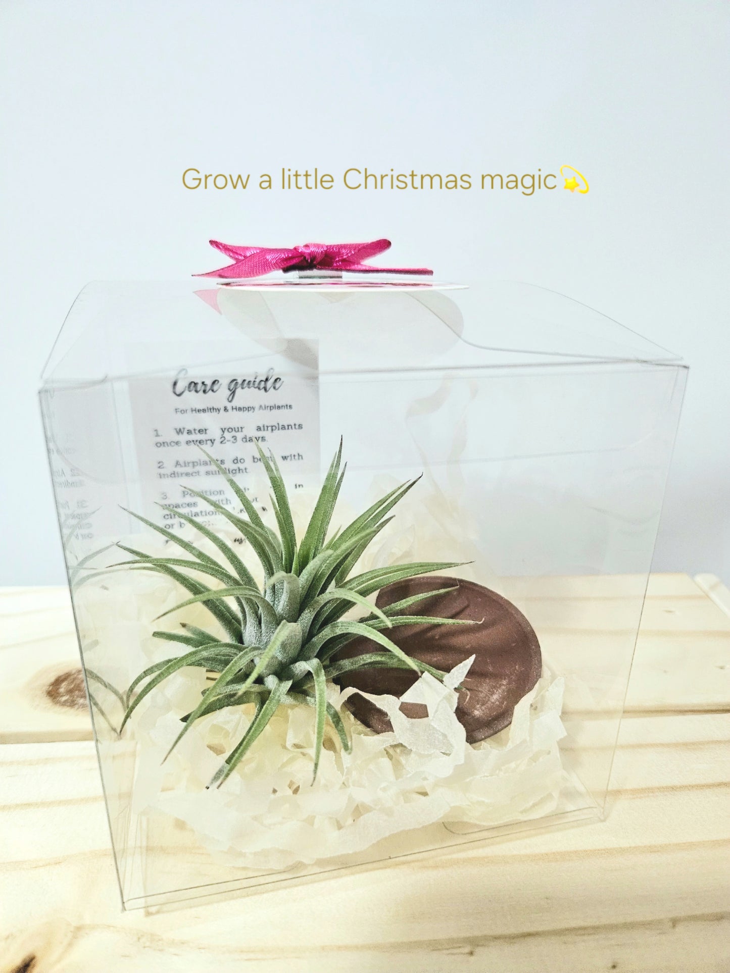 Starry Christmas Gift Set : Airplant with mini ceramic pot
