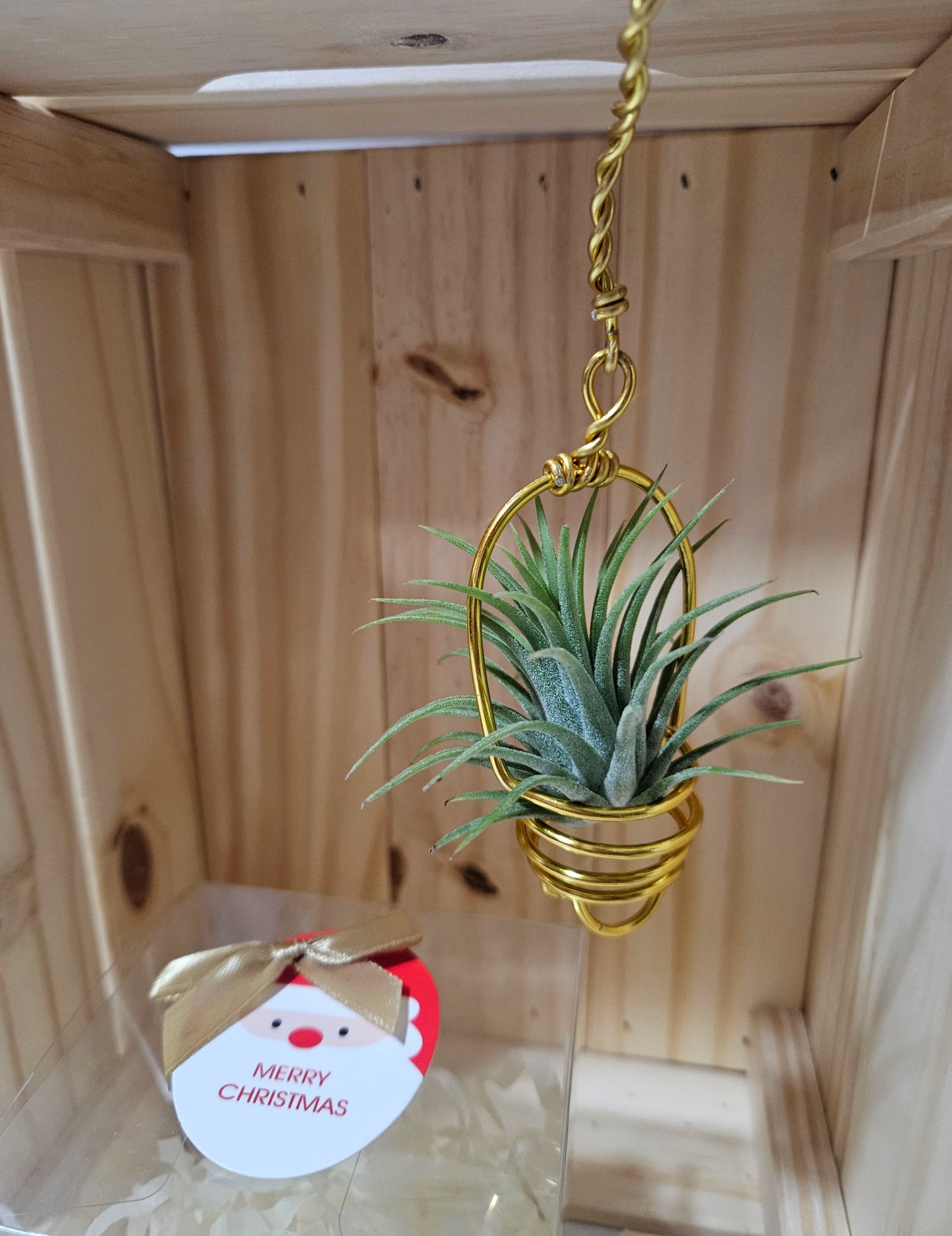 Starry Christmas Gift Set – Airplant with holder (Ready-to-Gift)