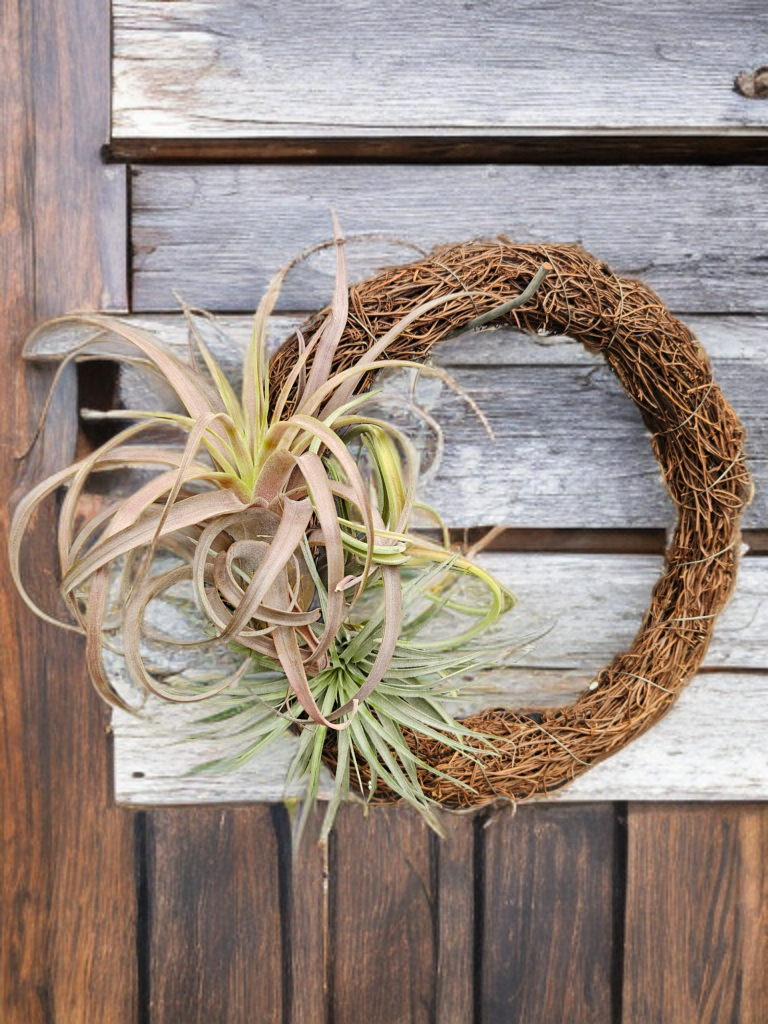 Christmas Wreath- T. Love Knot, Intermedia, Cotton candy