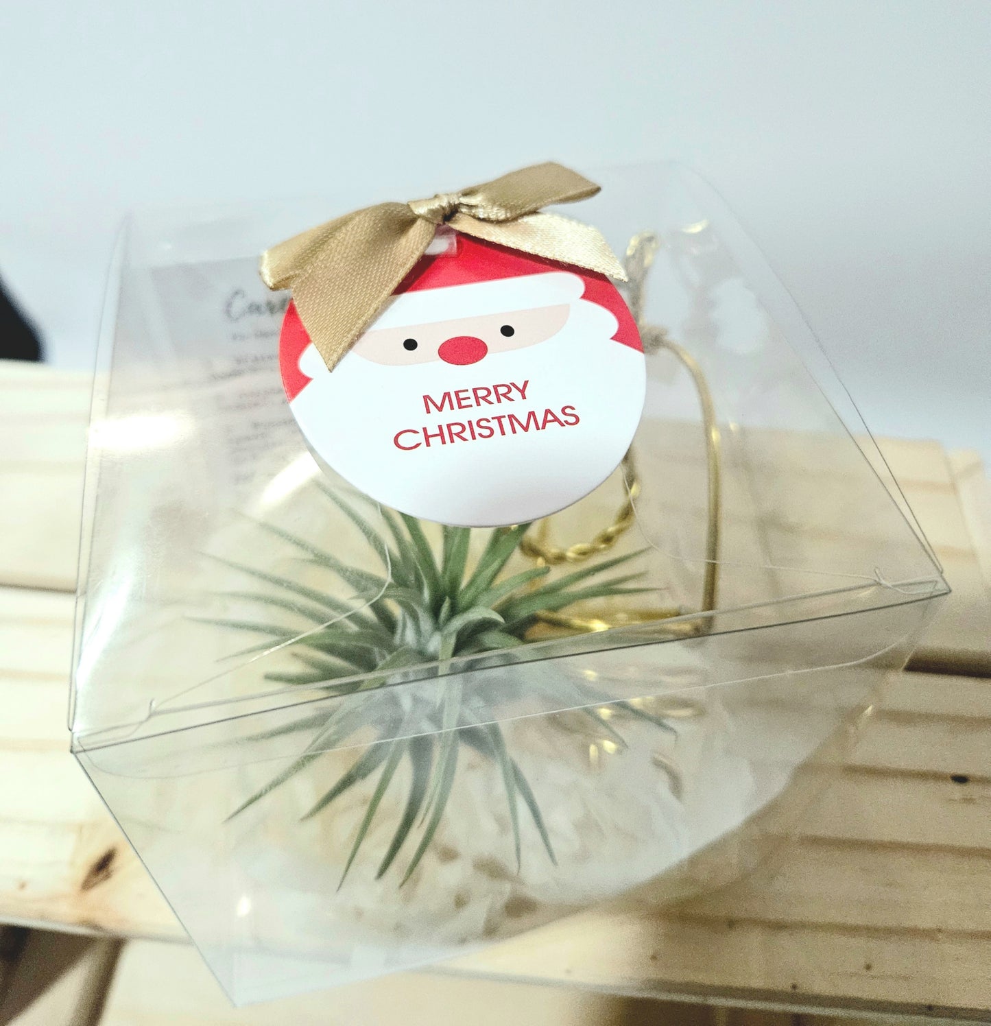 Starry Christmas Gift Set – Airplant with holder (Ready-to-Gift)