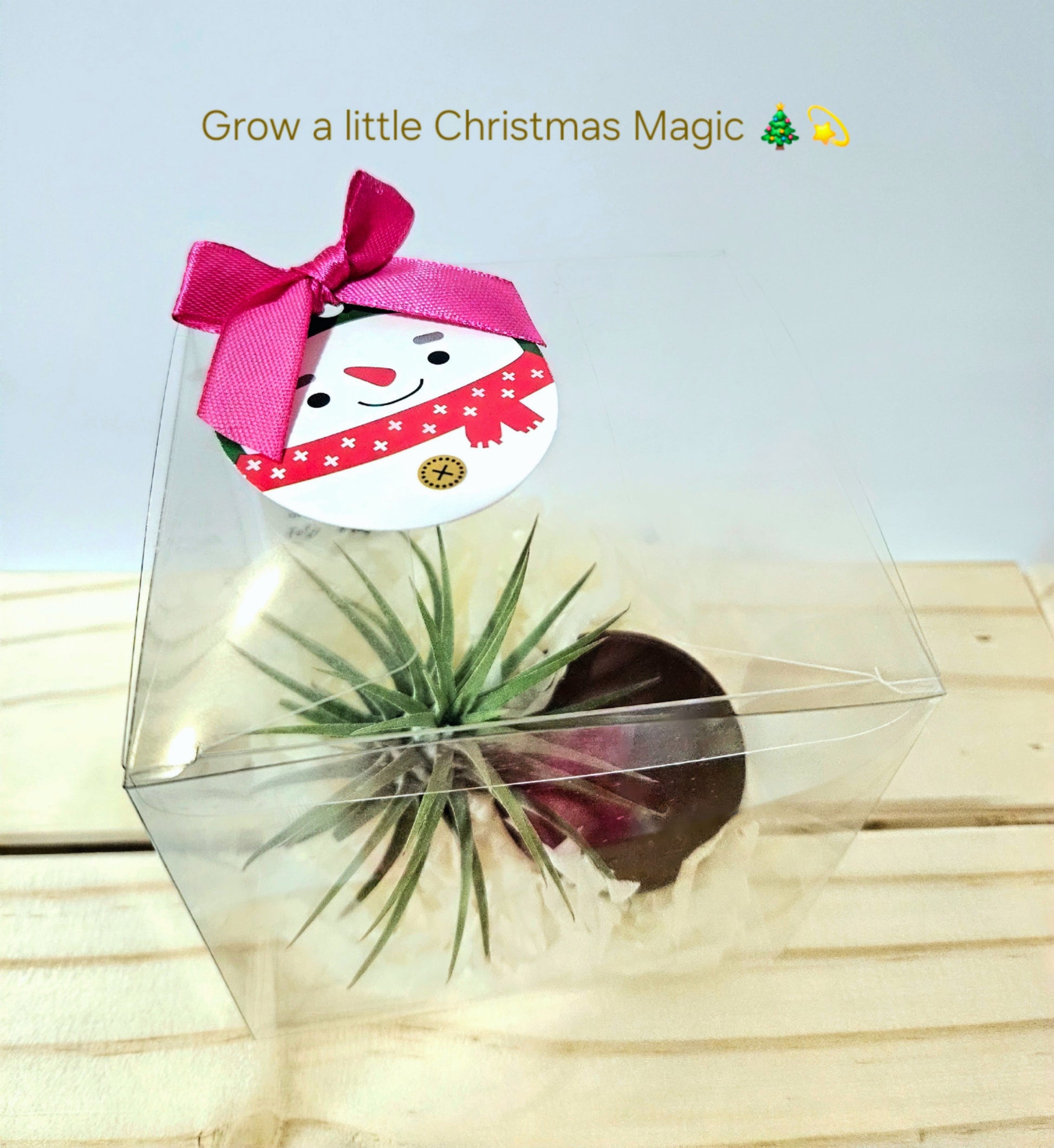 air plant gift delivery Starry Christmas Gift Set : Airplant with mini ceramic pot – The Plant People