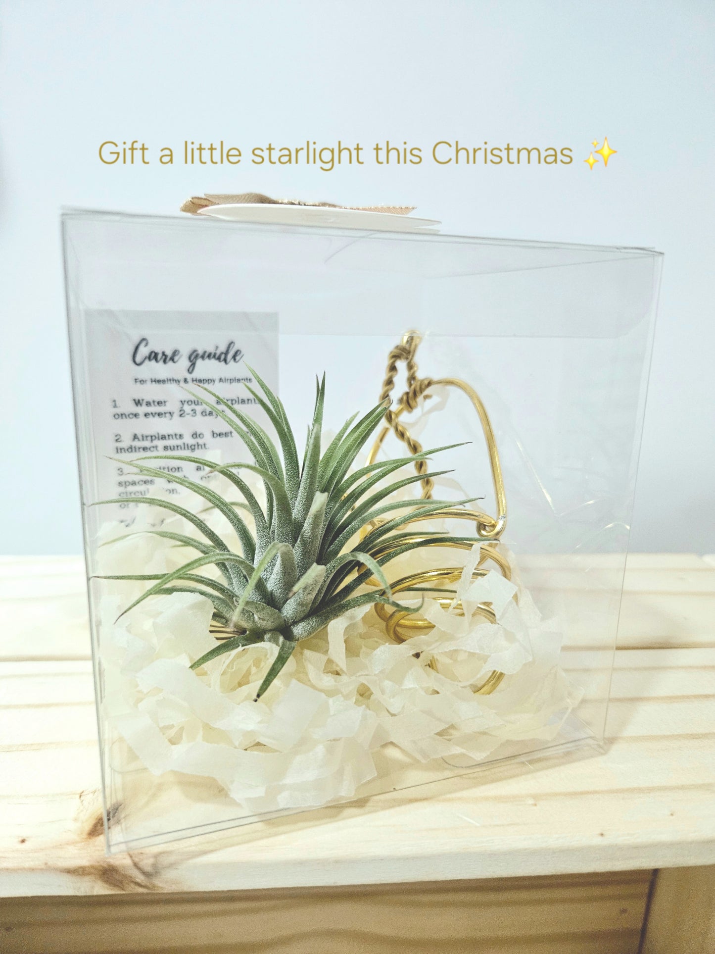 Starry Christmas Gift Set – Airplant with holder (Ready-to-Gift)