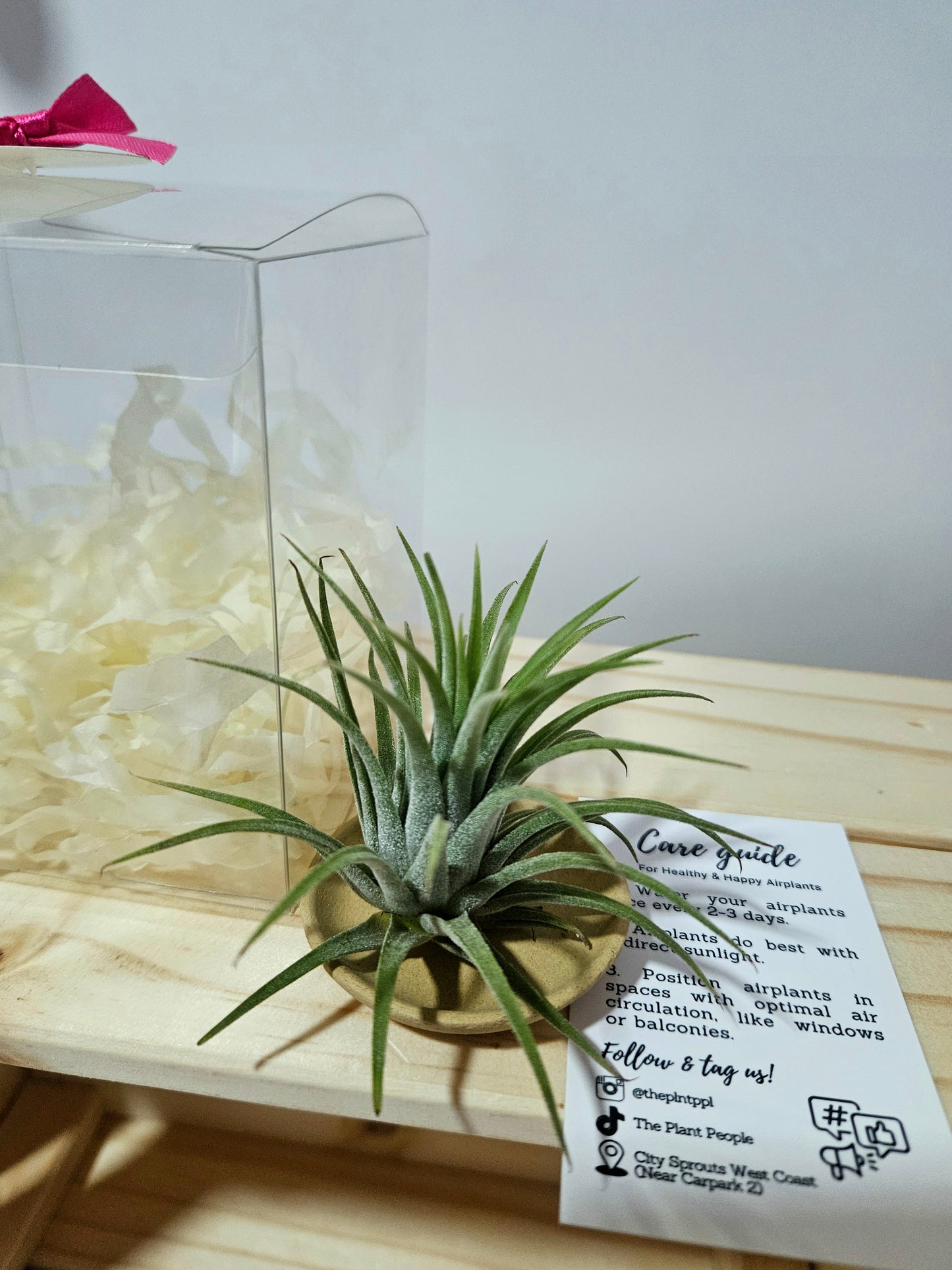 Starry Christmas Gift Set : Airplant with mini ceramic pot