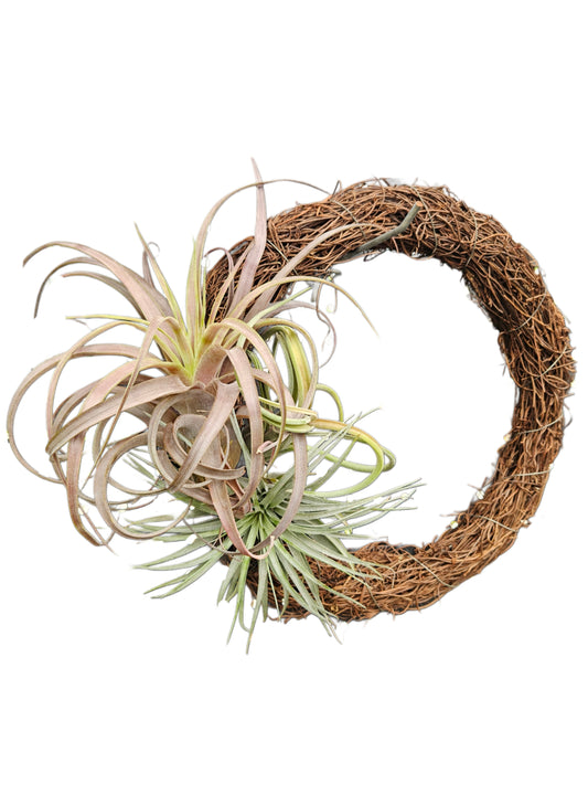 Christmas Wreath- T. Love Knot, Intermedia, Cotton candy