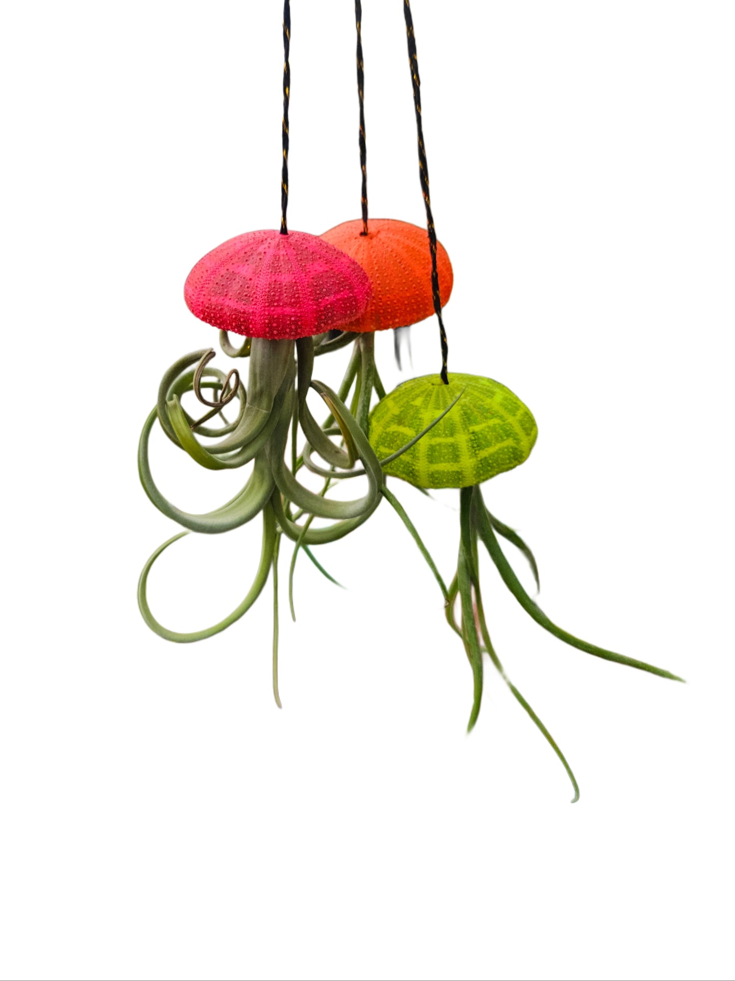 Airplant Jellyfish