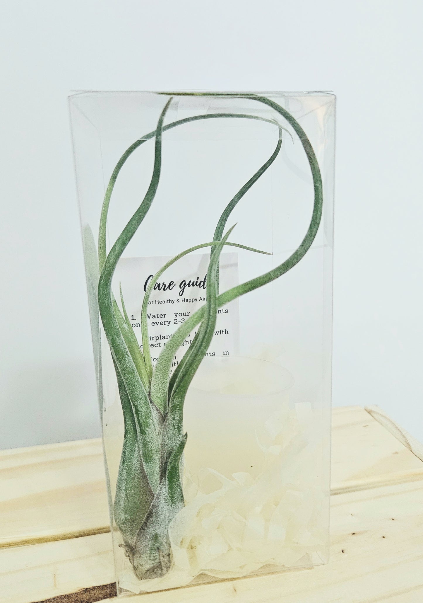 Merry Christmas Gift Set: Airplant with vertical pot